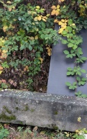 Rund ums Haus 0 